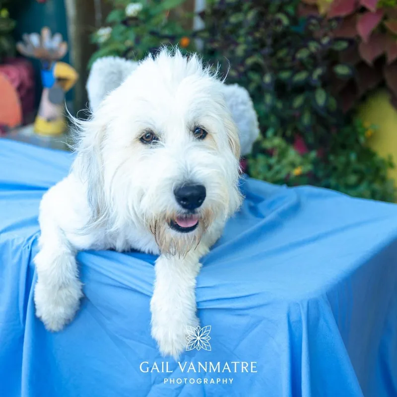 An adult medium-sized female Poodle dog named Mambo for adoption in Wake Forest, NC