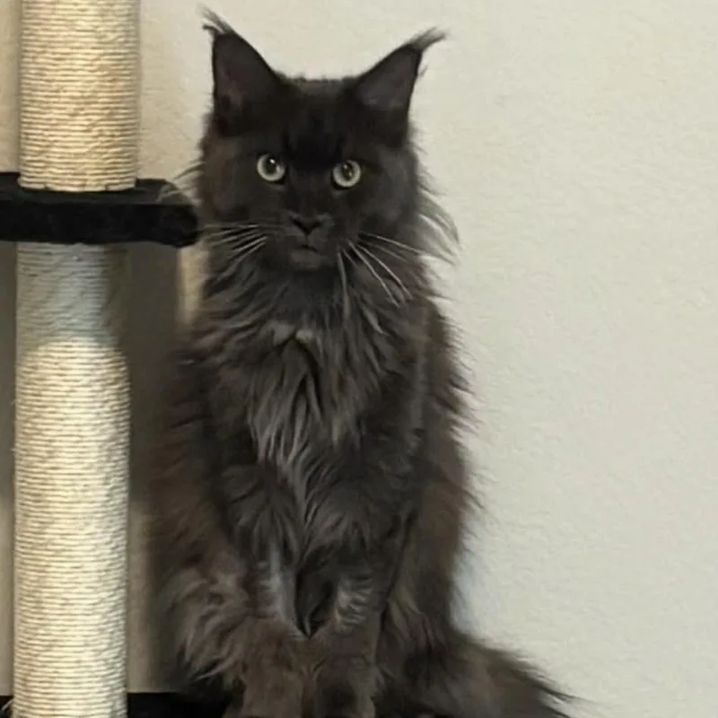 A young large-sized female Maine Coon cat named Gigi The Maine Coon for adoption in Conroe, TX