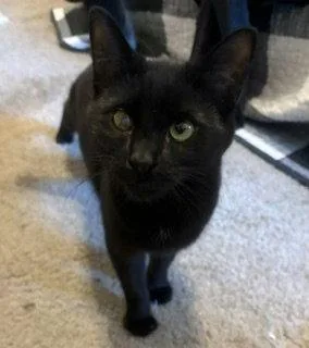 A young medium-sized male Black Domestic Short Hair cat named Lyle for adoption in Chandler, AZ