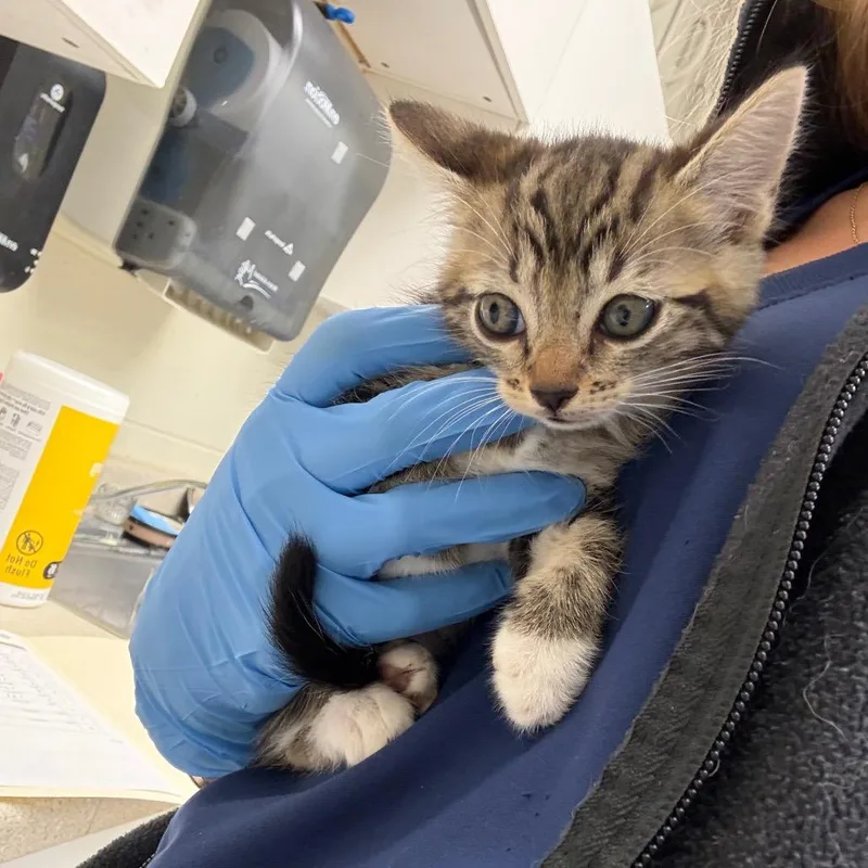A baby small-sized female Brown / Chocolate Domestic Short Hair cat named Bessie for adoption in Bastrop, TX