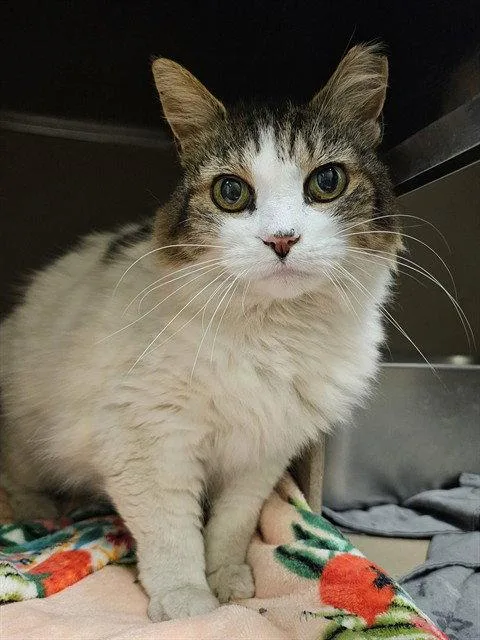An adult medium-sized female Domestic Medium Hair cat named Mimi for adoption in Clyde, NC