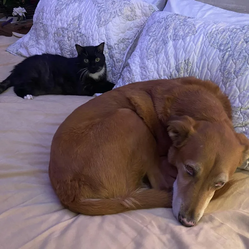 A senior large-sized female Domestic Short Hair cat named Joy for adoption in Naples, FL