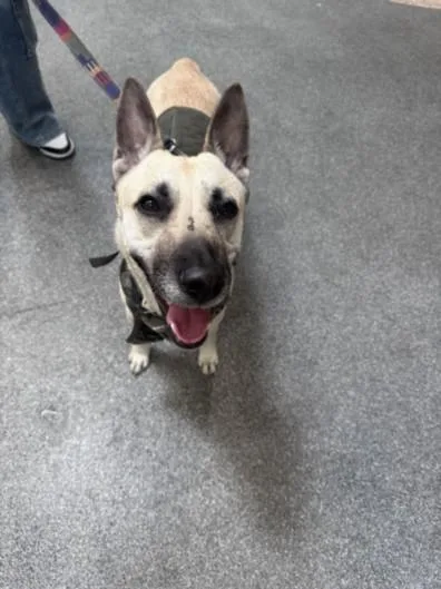 A young medium-sized female German Shepherd Dog dog named Maggy for adoption in Los Angeles, CA