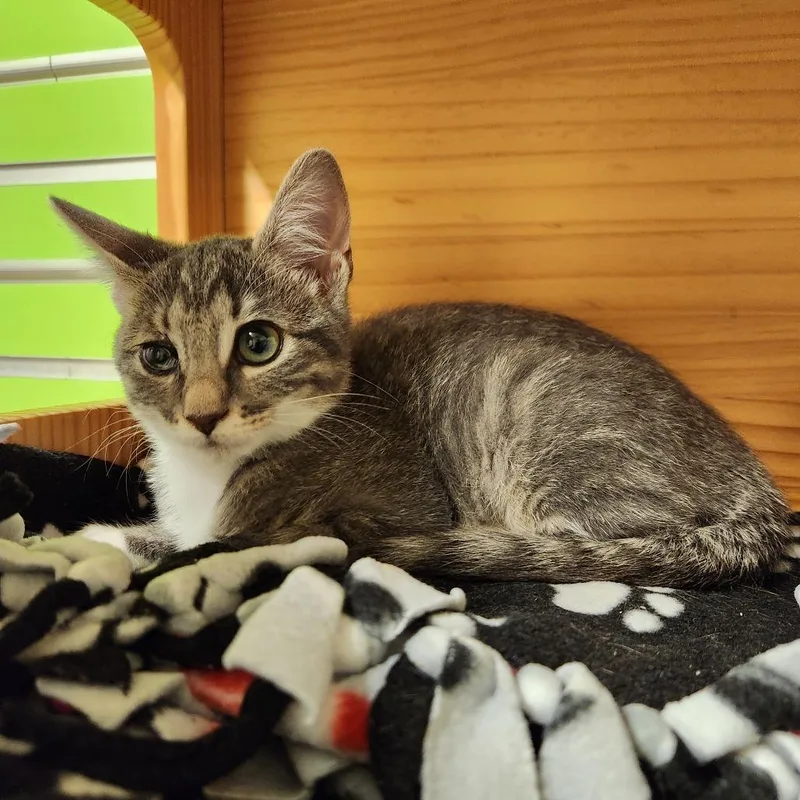 A baby small-sized female Buff / Tan / Fawn Domestic Short Hair cat named Alice for adoption in Naples, FL