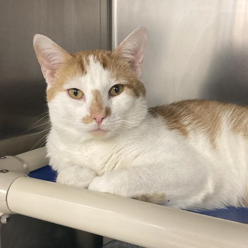 An adult large-sized male White Domestic Short Hair cat named Manuel for adoption in New York, NY