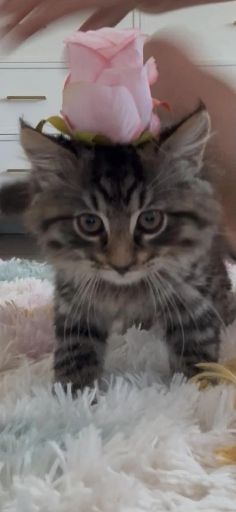 A baby medium-sized male Tabby (Tiger Striped) Domestic Long Hair cat named Teddy for adoption in Wading River, NY