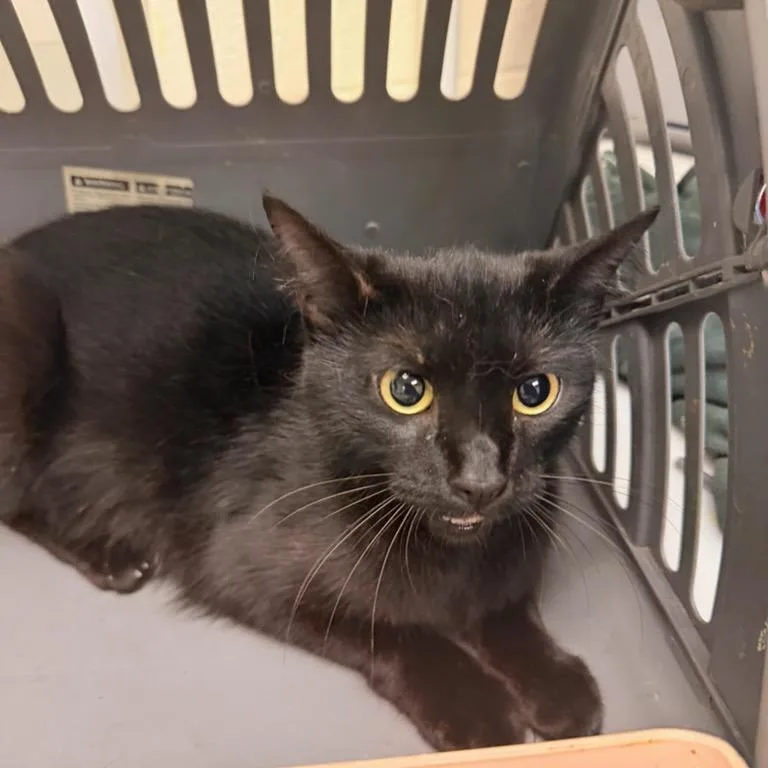 A young medium-sized female Black Domestic Short Hair cat named Winny for adoption in Memphis, TN