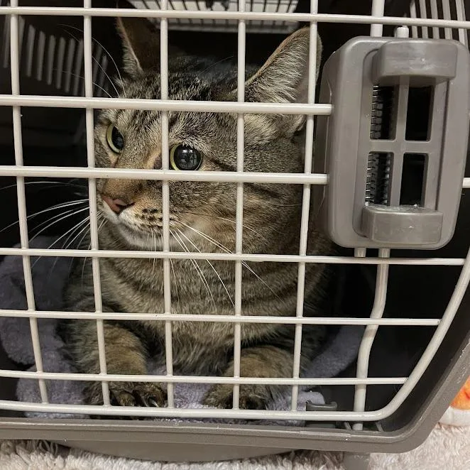 An adult large-sized female Domestic Short Hair cat named Sara for adoption in Port Charlotte, FL