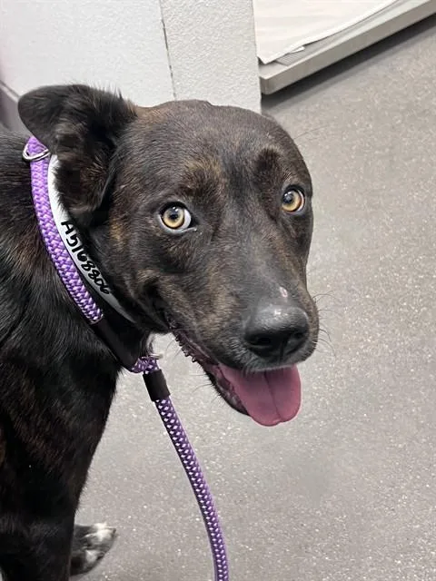 A young medium-sized female Dutch Shepherd dog named Bonita for adoption in Mesa, AZ