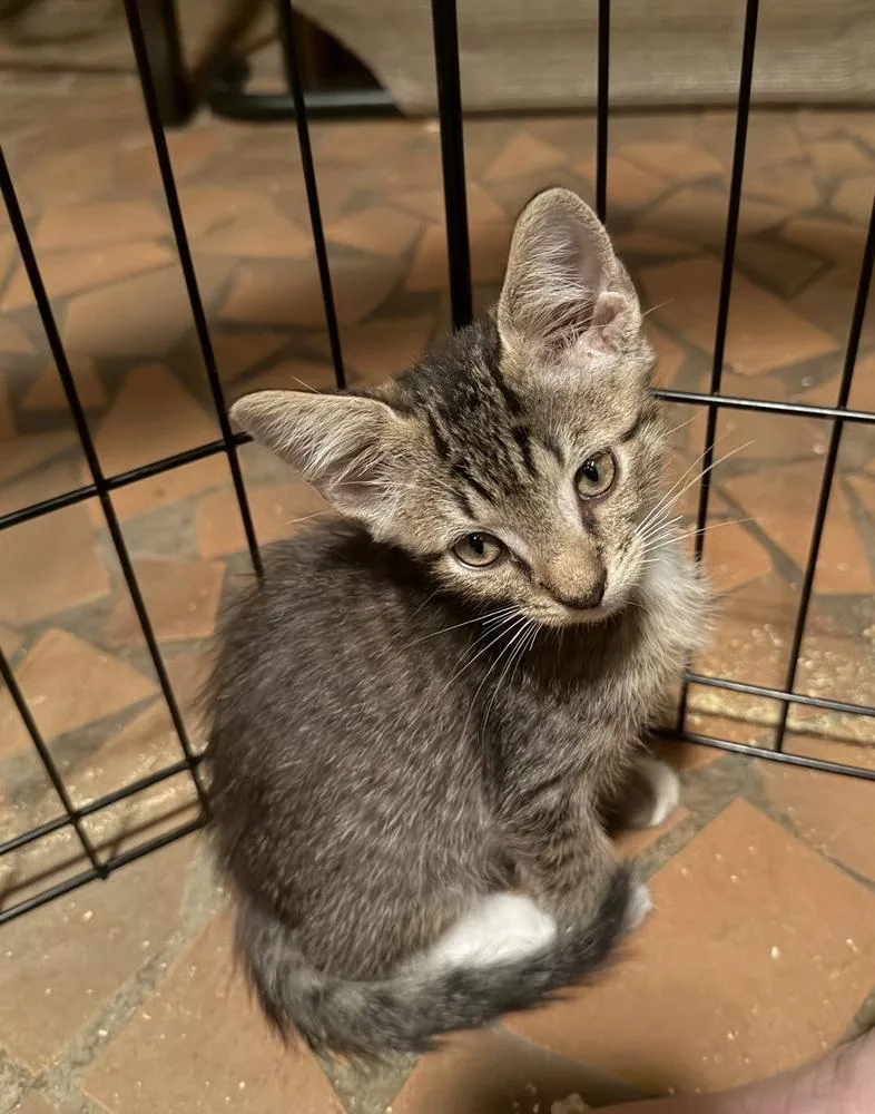 A baby small-sized male Gray / Blue / Silver Domestic Short Hair cat named Alstro for adoption in Greensboro, NC