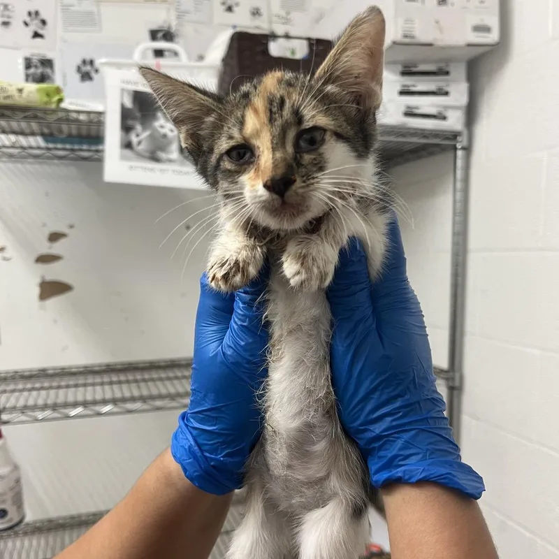 A baby small-sized female Calico Domestic Short Hair cat named Marie Toni for adoption in Edinburg, TX