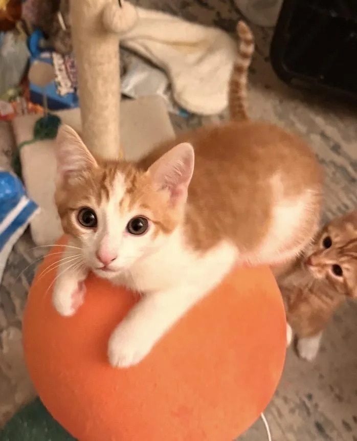 A baby medium-sized male Tabby (Leopard / Spotted) Tabby cat named Loki for adoption in Oakley, CA