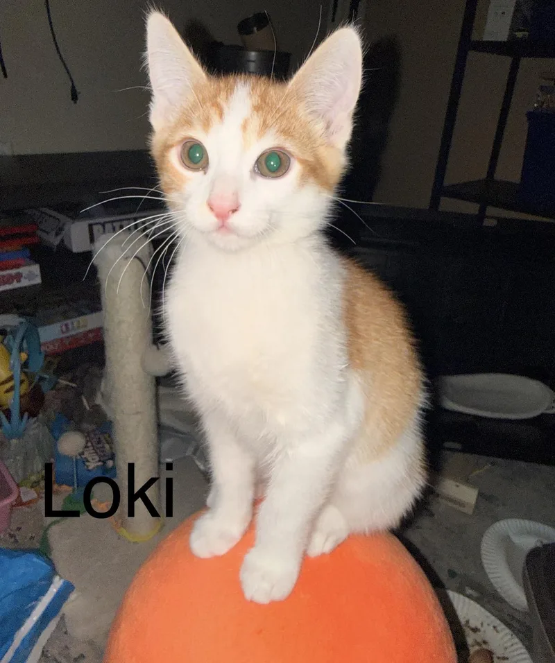 Loki thumbnail 2
