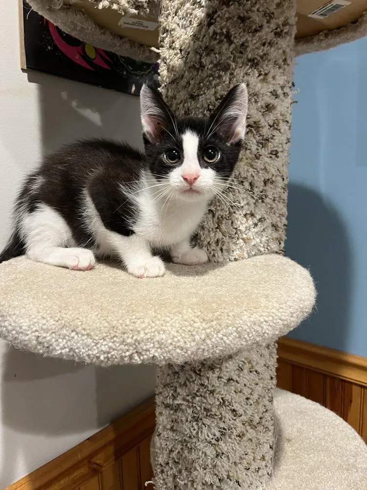 A baby small-sized male Black & White / Tuxedo Domestic Short Hair cat named Clyde for adoption in Emerald Isle, NC