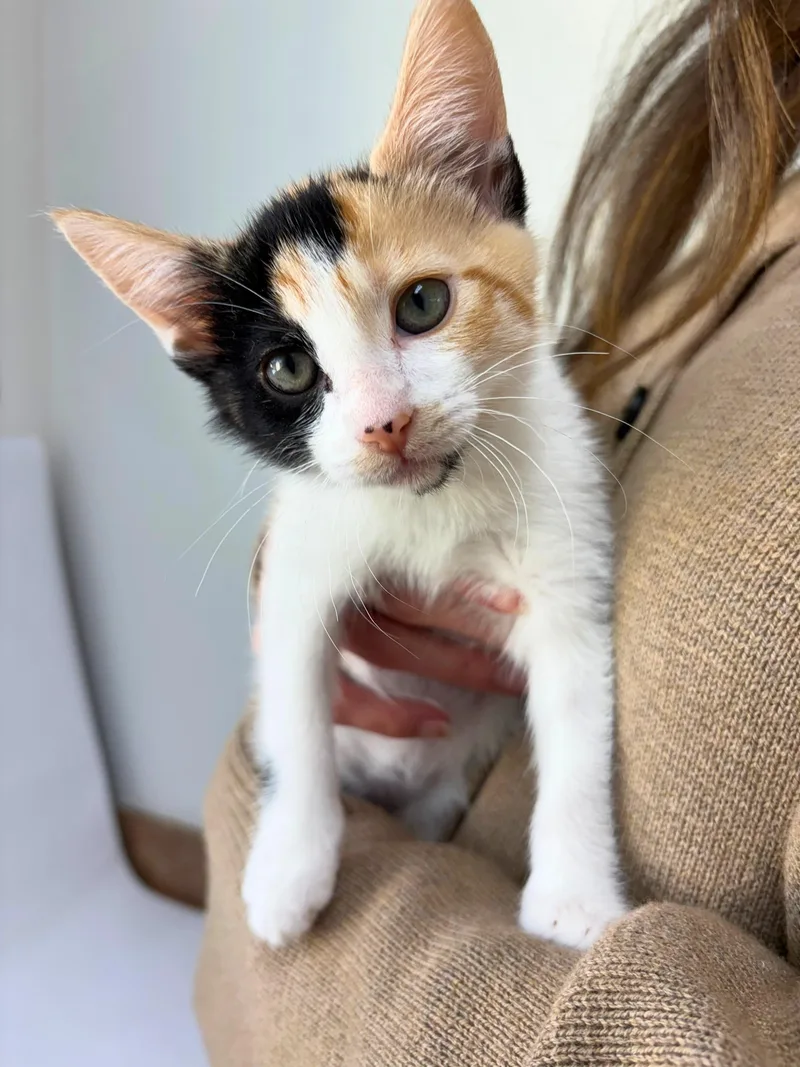 A baby medium-sized female Calico American Shorthair cat named Olivia for adoption in Pasco, WA