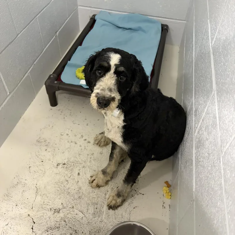 An adult medium-sized female Black Poodle dog named Cheddar for adoption in Delaware, OH