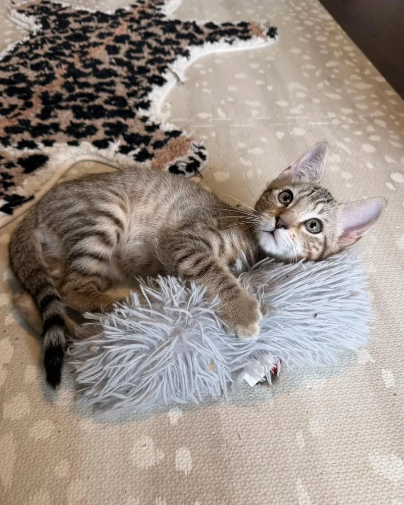 A young medium-sized male Tabby (Buff / Tan / Fawn) Domestic Short Hair cat named Toad for adoption in Frisco, TX
