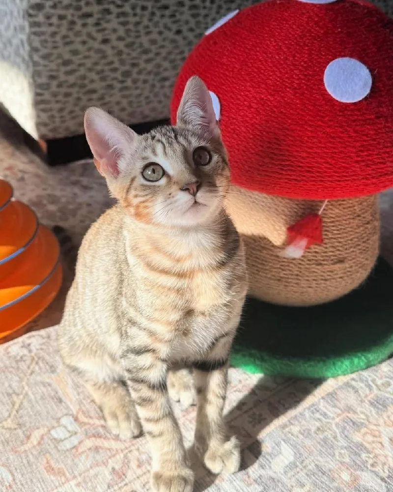Toad thumbnail 3
