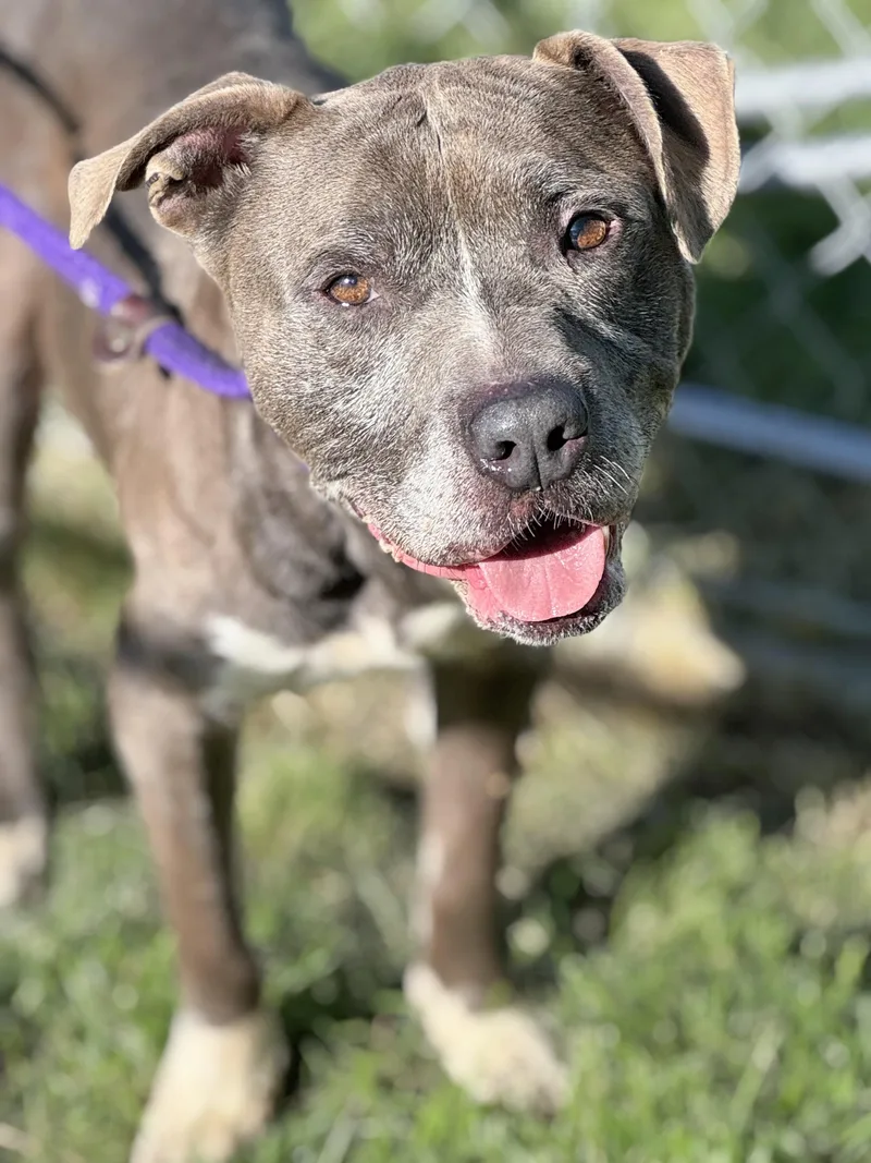 An adult medium-sized male Gray / Blue / Silver Pit Bull Terrier dog named Big Ben for adoption in Anderson, IN