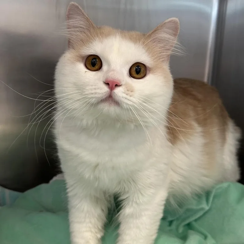 An adult medium-sized male Buff / Tan / Fawn Domestic Medium Hair cat named Casper for adoption in Matteson, IL