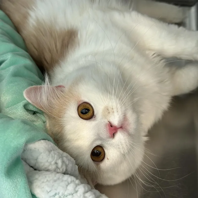 Casper thumbnail 2