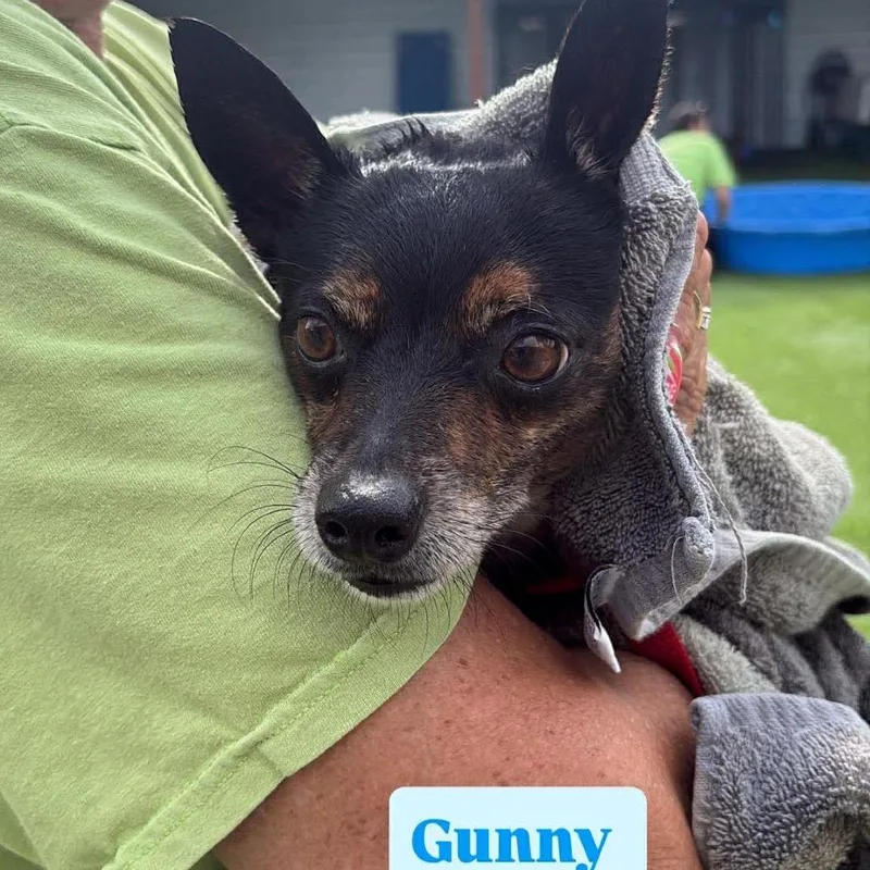 An adult small-sized male Black Chihuahua dog named Gunny for adoption in Tampa, FL