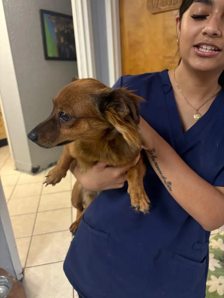 A young small-sized male Chihuahua dog named Poppy for adoption in Fort Worth, TX