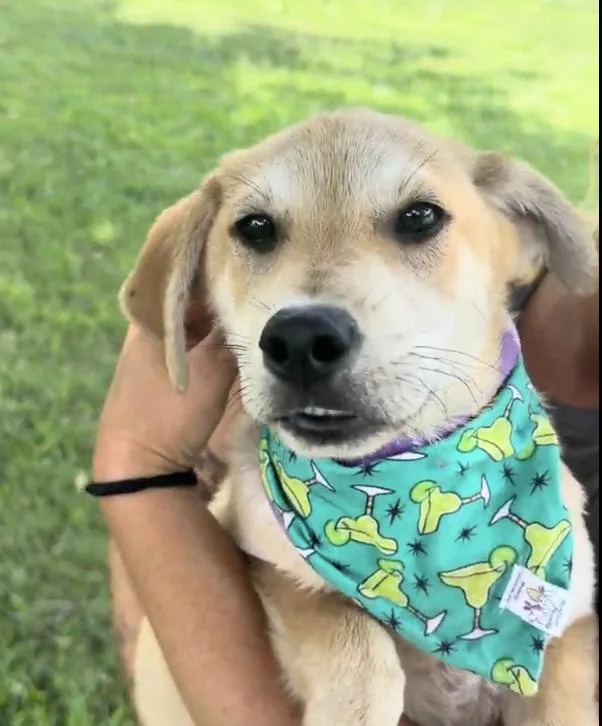 A baby medium-sized male White / Cream Mixed Breed dog named Husker for adoption in Franklin, TN