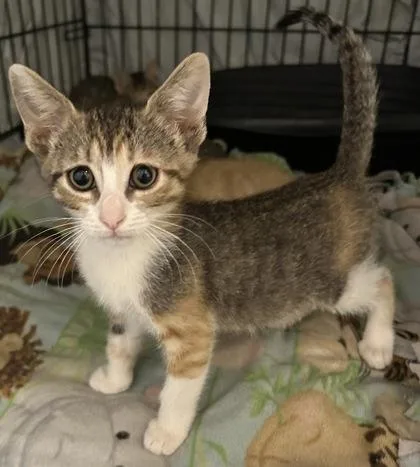 A young small-sized female Domestic Short Hair cat named Aurelia for adoption in Phoenix, AZ