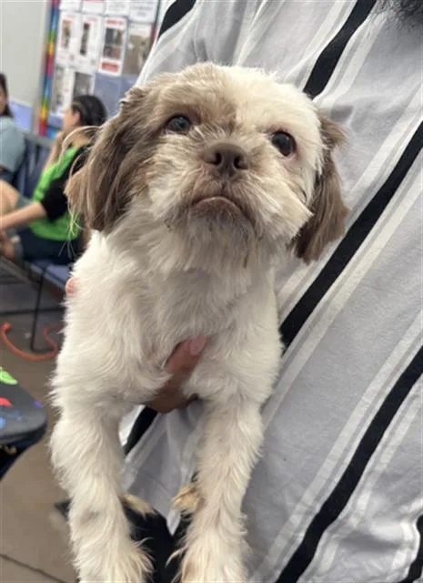 An adult small-sized male Mixed Breed dog named Torito for adoption in Dallas, TX