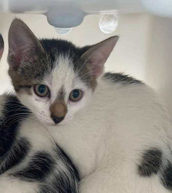 A baby small-sized female Domestic Short Hair cat named Lettuce for adoption in Staten Island, NY