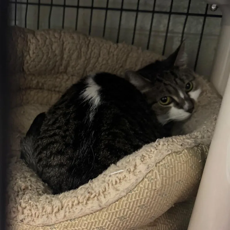 An adult small-sized female Black Domestic Short Hair cat named Peppy for adoption in Columbus, NC