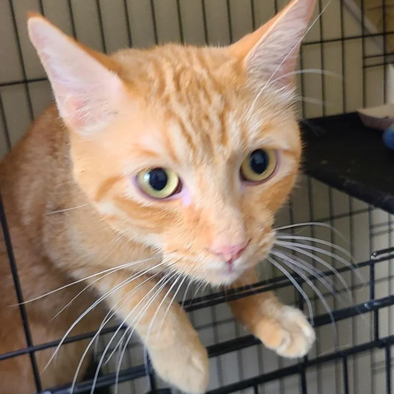 An adult small-sized male Orange / Red Domestic Short Hair cat named Cheeseburger for adoption in Las Vegas, NV