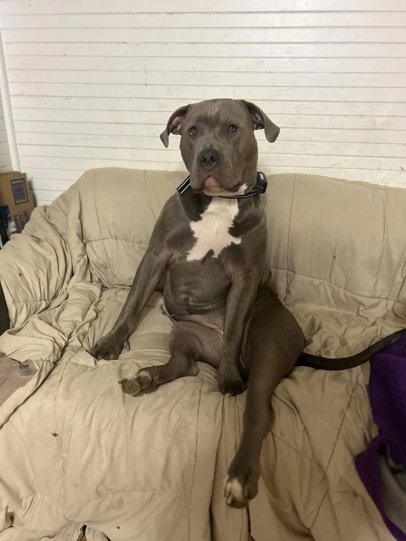 A young extra large-sized female Pit Bull Terrier dog named Storm for adoption in Woodland, CA