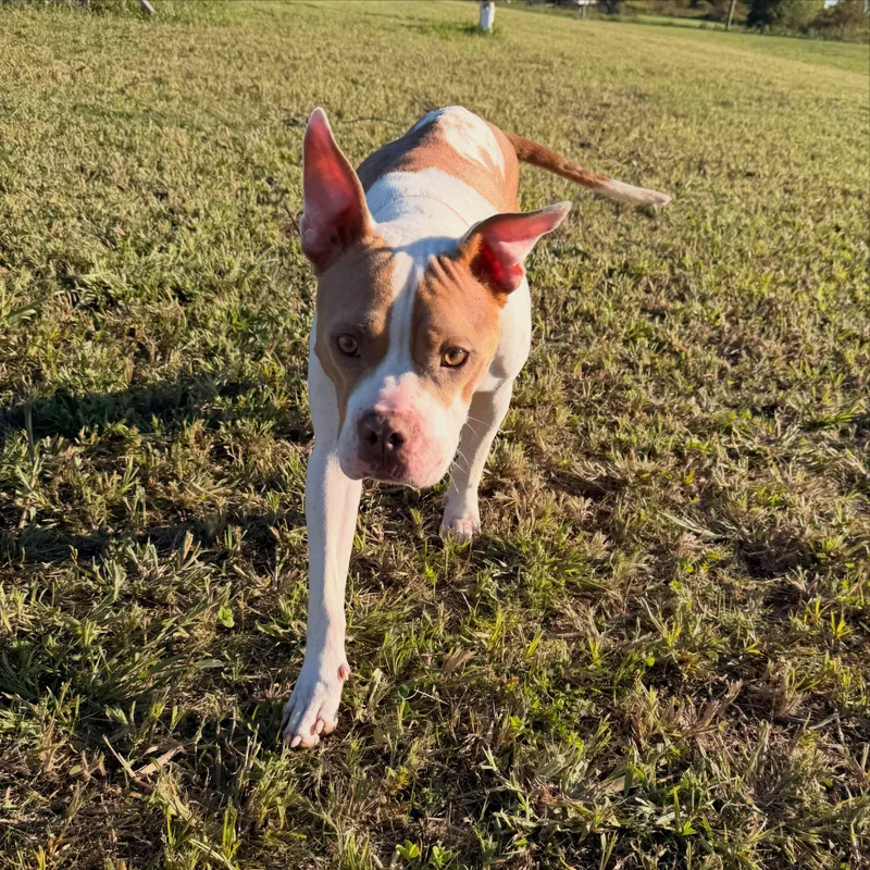 An adult medium-sized female Pit Bull Terrier dog named Rousey for adoption in Detroit, MI