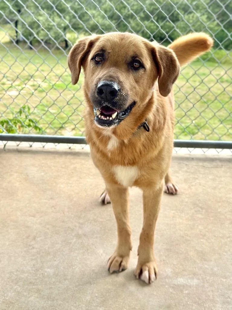 A young large-sized male Anatolian Shepherd dog named Dexter for adoption in Canyon Lake, TX