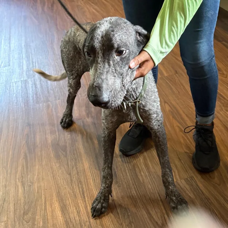 A young medium-sized female Gray / Blue / Silver German Shorthaired Pointer dog named Sadie for adoption in Loxahatchee, FL