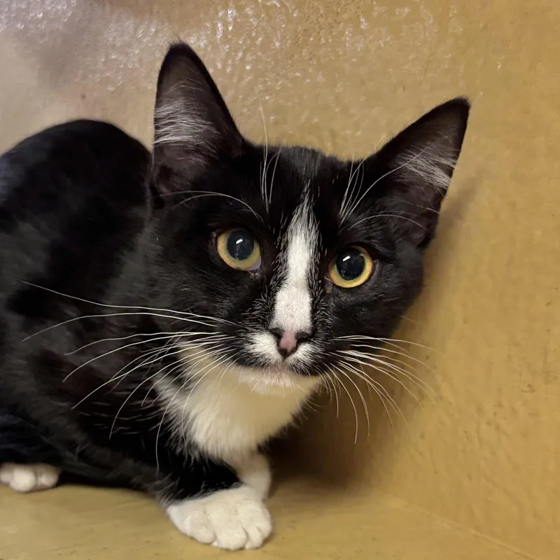 A young medium-sized female Domestic Short Hair cat named Little Boy for adoption in Sonora, CA