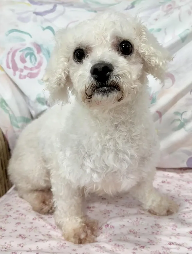 An adult small-sized female White / Cream Bichon Frise dog named Tatum for adoption in Vermilion, OH