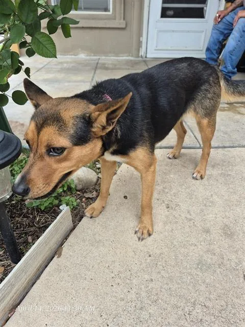 An adult small-sized female Terrier dog named Cassie for adoption in San Antonio, TX