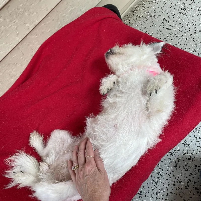 A young small-sized female Terrier dog named Jazz for adoption in Oxford, MI