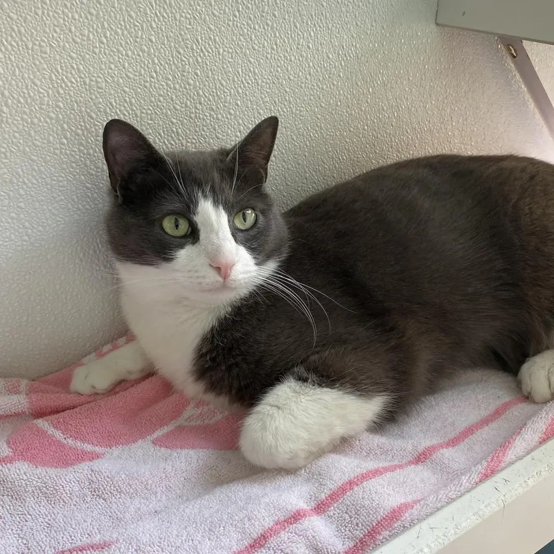 An adult large-sized male Gray / Blue / Silver Domestic Short Hair cat named Clyde Wbonnie  For for adoption in Springfield, MA