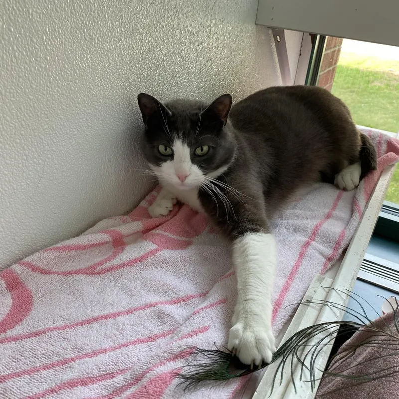 Clyde Wbonnie  For thumbnail 2