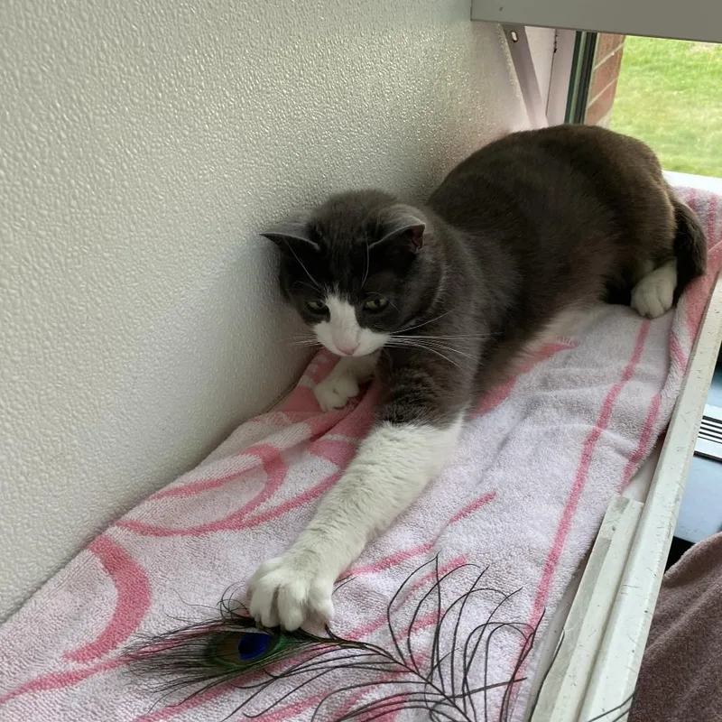 Clyde Wbonnie  For thumbnail 3