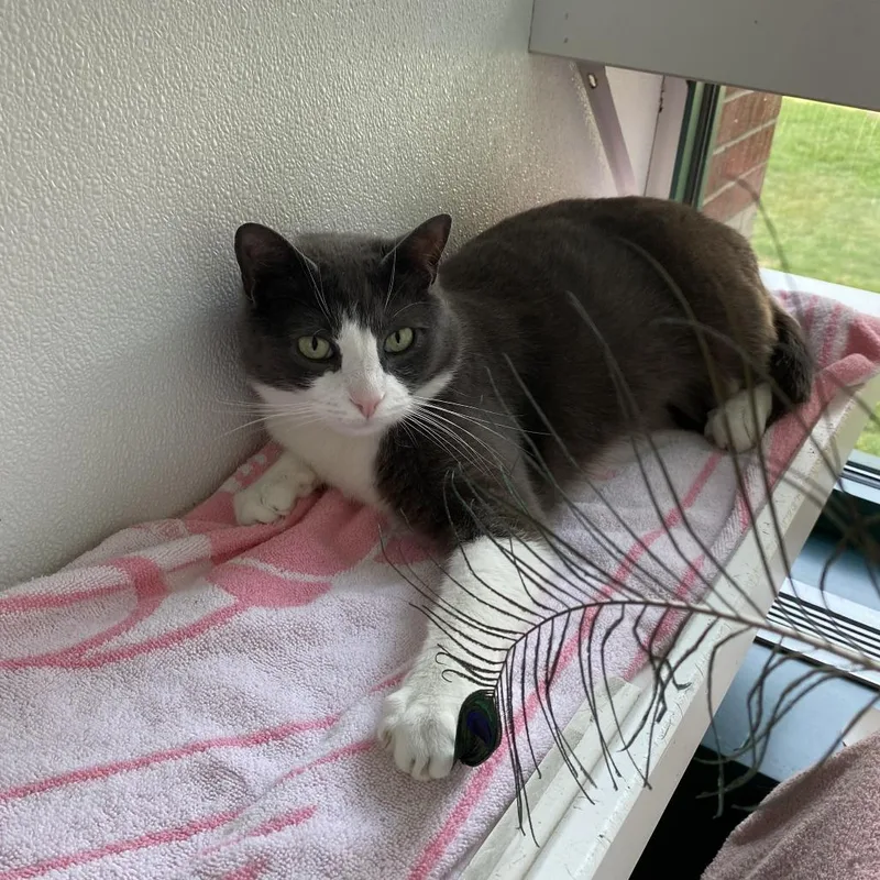 Clyde Wbonnie  For thumbnail 4