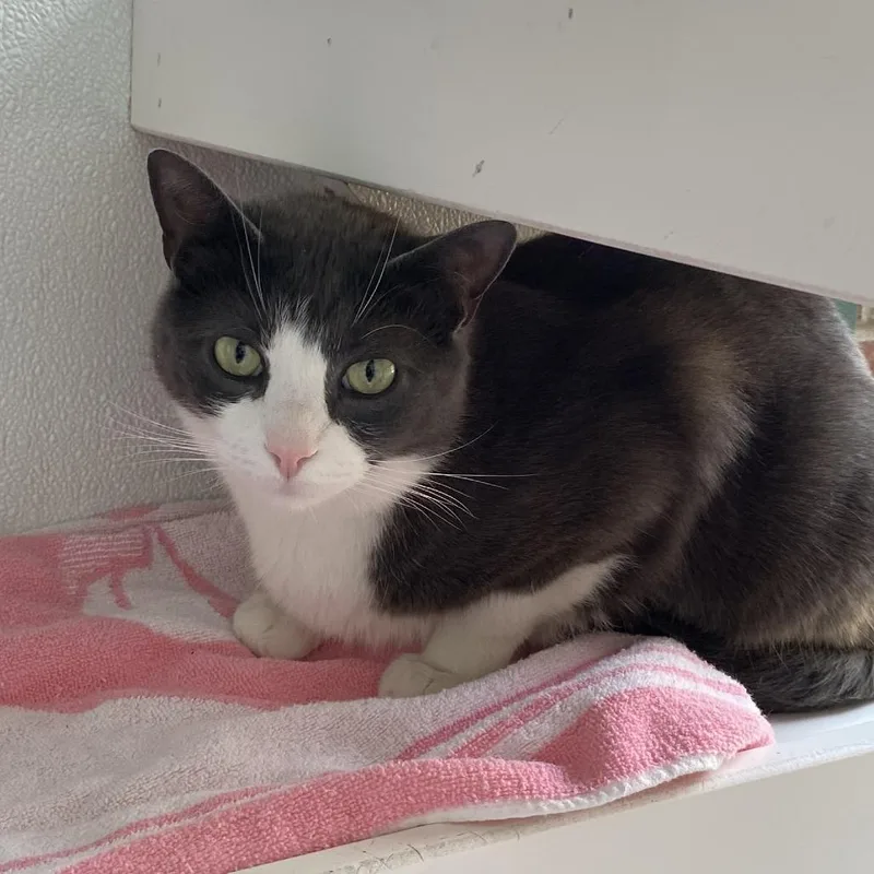 Clyde Wbonnie  For thumbnail 5