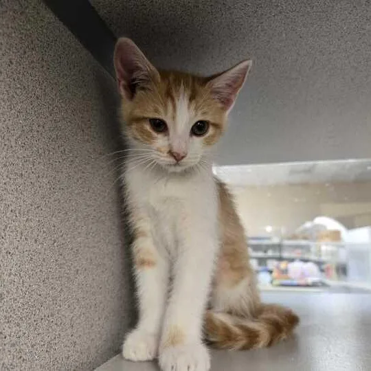 A baby small-sized female Orange & White Domestic Short Hair cat named Dot for adoption in Flatwoods, KY