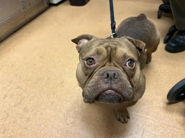 A young medium-sized male American Bulldog dog named Thurman Murman for adoption in Martinez, CA