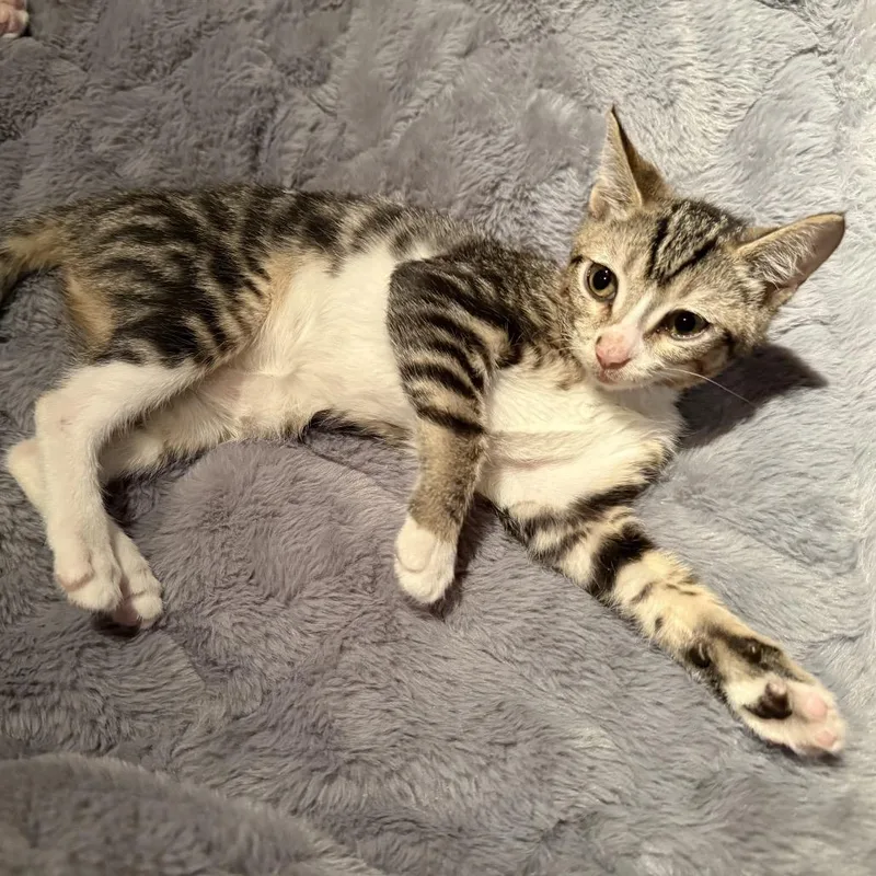 Xena