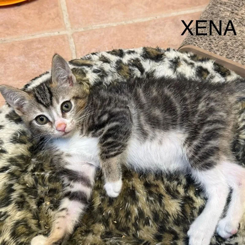 Xena thumbnail 4